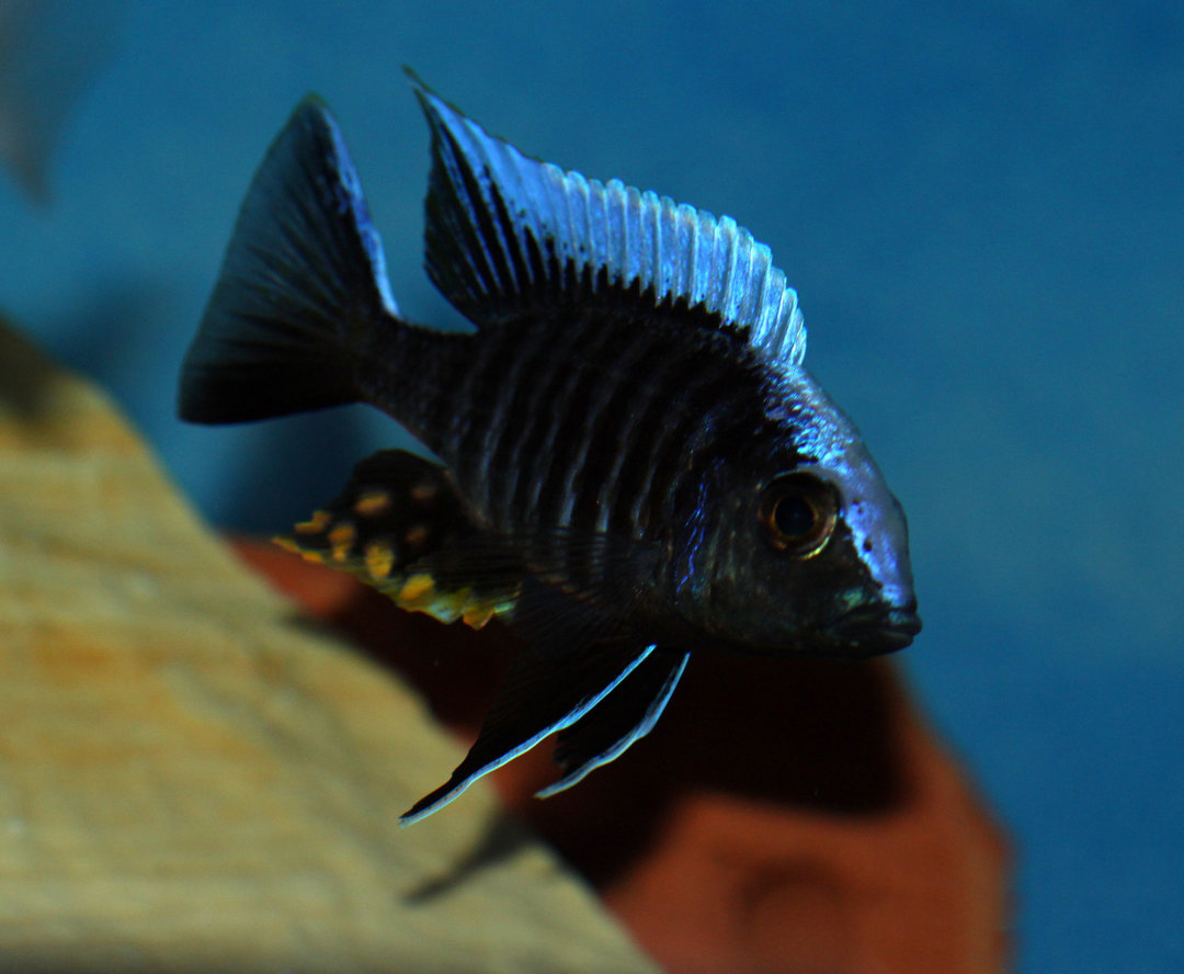 Secretos de la cerámica del Reino de Kandy en Sri Lanka